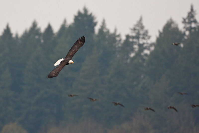 Bald Eagle In Flight